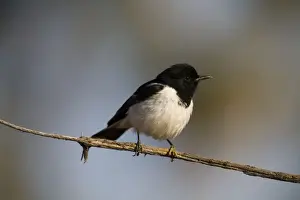 Hooded Robin - male Widespread but uncommon in open woodlands and scrublands across most of Australia except in the far north where it is rare. Near Mt Barnett, Gibb River Road, Kimberley, Western Australia