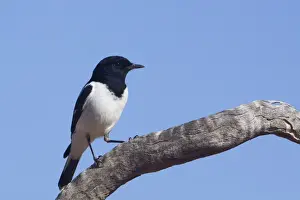 Hooded Robin In mulga scrub near Canteen Creek Aboriginal Community, Northern Territory, Australia