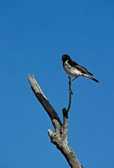 Images Dated 23rd January 2009: Hooded Robin - Perched on branch - Central Australia JPF08087
