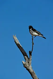 Hooded Robin - Perched on branch - Central Australia JPF08087