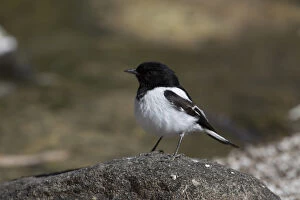 Perching Gallery: Hooded Robin - Perched on a stone in a dry riverbed