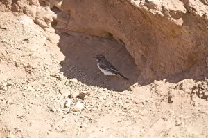 In Shade Prints: Hooded Robin - sheltering from the heat in a road cutting 40km south of Alice Springs on the Santa Teresa Road