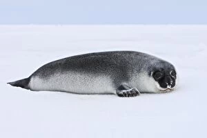 Hooded Seal - 4 day old young