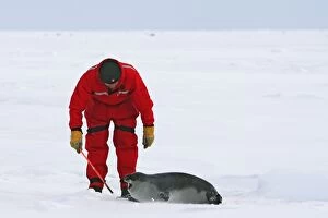 Hooded Seal - female 4 days old