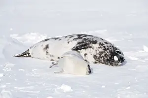 Hooded Seal - Female and pup in snow