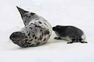 Hooded Seal - female & young, 4 days old