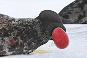 Hooded Seal - inflating nasal cavity through nostril like a red balloon