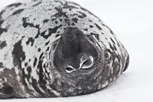 Hooded Seal Magdalen Islands Canada