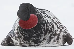 Hooded Seal Magdalen Islands Canada