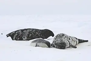 Hooded Seal - male female & 4 day old young Magdalen Islands Quebec Canada