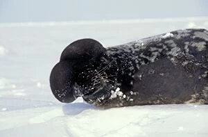 Images Dated 19th January 2005: Hooded Seal Male with its porboscis ('hood') inflated