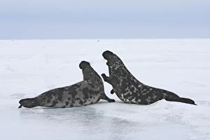 Images Dated 12th March 2008: Hooded Seal - males fighting Magdalen Islands Quebec Canada