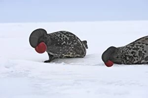 Images Dated 12th March 2008: Hooded Seal - males fighting Magdalen Islands Quebec Canada