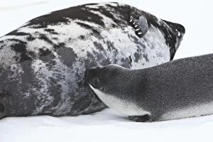 Hooded Seal - mother & 4 day old young suckling