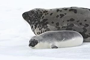 Hooded Seal - mother & young 4 days old
