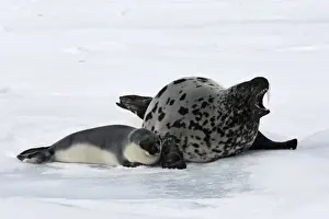 Hooded Seal - mother & young 4 days old Magdalen Islands Canada