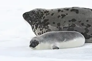 Hooded Seal - mother & young 4 days old Magdalen Islands Canada