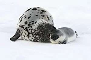 Hooded Seal - mother & young 4 days old Magdalen Islands Canada