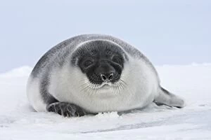 Hooded Seal - young 4 days old