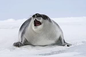 Hooded Seal - young 4 days old