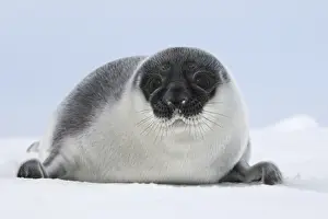 Marine Prints: Hooded Seal - young 4 days old Magdalen Islands Canada