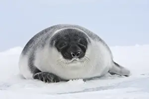 Hooded Seal - young 4 days old Magdalen Islands Canada
