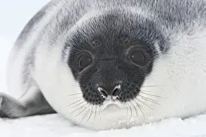Hooded Seal - young 4 days old Magdalen Islands Canada