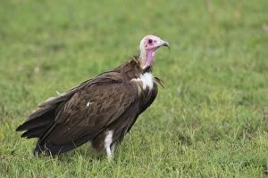 Images Dated 29th April 2007: Hooded Vulture Maasai Mara Triangle, Kenya