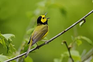 Images Dated 18th May 2006: Hooded Warbler