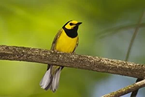 Images Dated 30th May 2007: Hooded Warbler - male, CT, USA, May