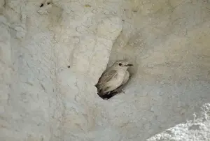 Wheatear Prints: Hooded Wheatear - adult female at nest entrance