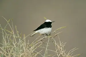 Wheatear Prints: Hooded Wheatear Male