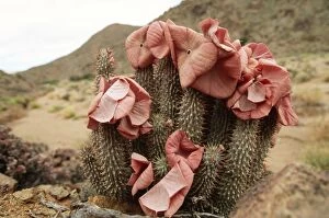 Images Dated 31st January 2005: Hoodia In flower, Richtersveld National Park, South Africa