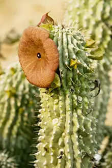Xerophyte Prints: Hoodia juttae, an asclepiad from Namaqualand, South Africa