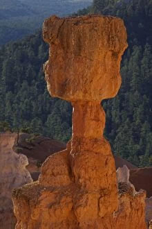 Images Dated 12th August 2010: Hoodoos - occur in Claron formation containing limestone - siltstone - dolomite - mustone - Bryce