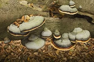 Images Dated 26th October 2007: Hoof fungus On beech