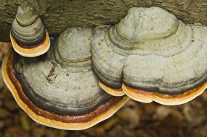 Images Dated 26th October 2007: Hoof fungus On beech