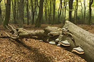 Hoof fungus - in beech forest Speulder- en Sprielder