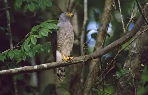 Hook Billed Kite Guyana, South America