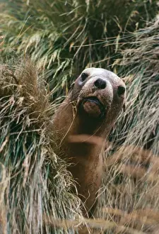 Hookers Prints: Hooker's / New Zealand Sea Lion - Campbell Island, New Zealand SubAntarctic JPF20669