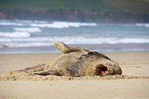 Images Dated 28th January 2008: Hooker's Sea Lion - adult male lying on sandy beach yawning and basking in the sun