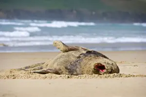 Hookers Prints: Hooker's Sea Lion adult male lying on sandy beach jawning and basking in the sun Surat Bay