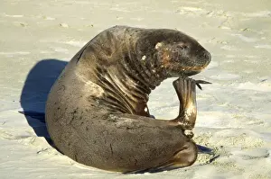 Hooker's Sea Lion - female, scratching