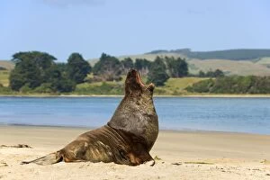 Images Dated 28th January 2008: Hooker's Sea Lion - male adult on sandy beach yawning