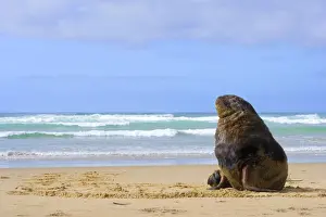 Hookers Prints: Hooker's Sea Lion male adult on sandy beach basking in the sun Surat Bay