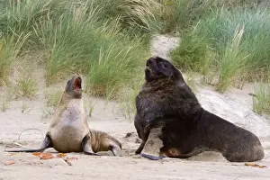 Hookers Prints: Hooker's Sea Lion male and female interacting on sandy beach Surat Bay