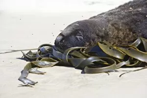 Hookers Sea Lion - portrait of male adult at beach resting its head on kelp washed ashore