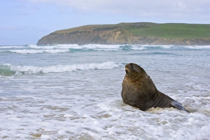 Hookers Sea Lion - proud male adult at beach basking while surrounded by waves of incoming tide Hookers Sea Lion - proud male adult at beach basking while surrounded by waves of incoming tide