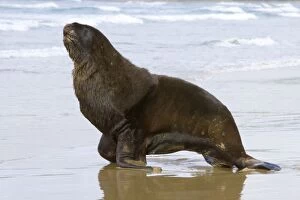 Hookers Sea Lion - proud male adult moving on sandy beach