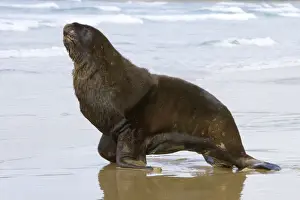 Hooker's Sea Lion proud male adult moving on sandy beach Surat Bay, Catlins, Southland, South Island, New Zealand
